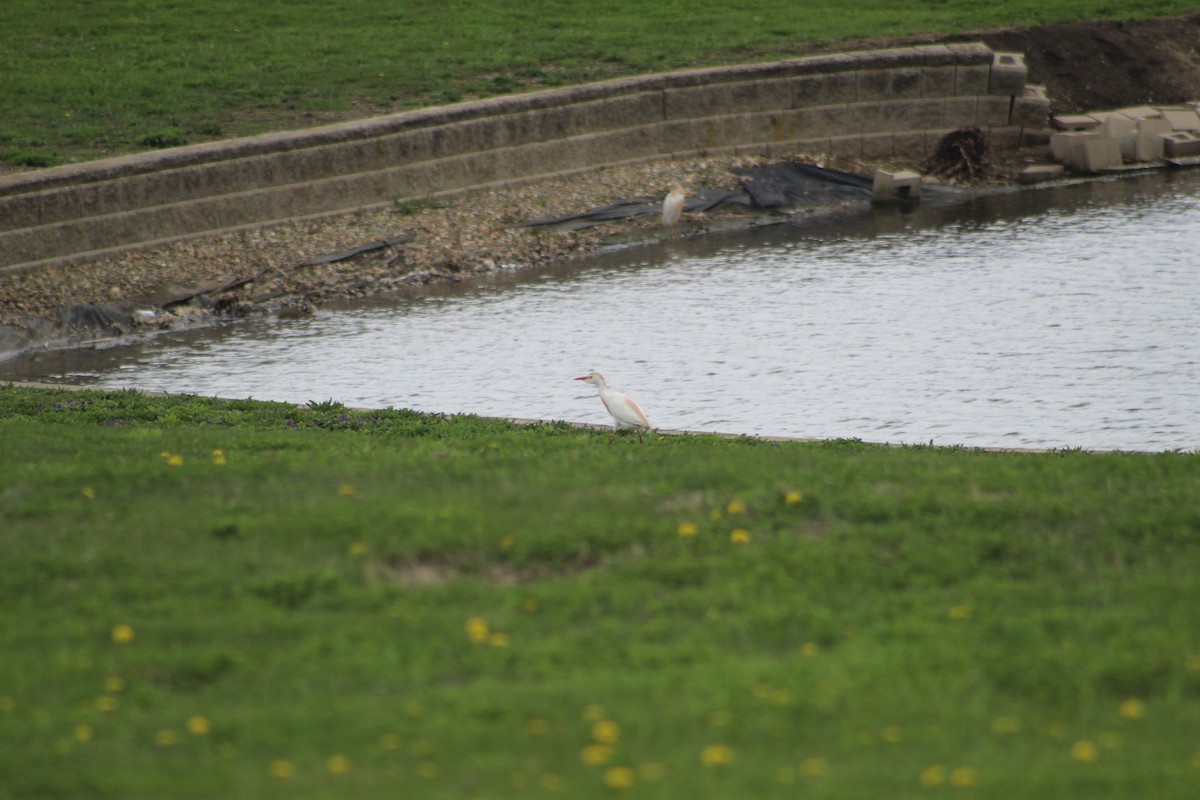 Western Cattle-Egret - ML634410723