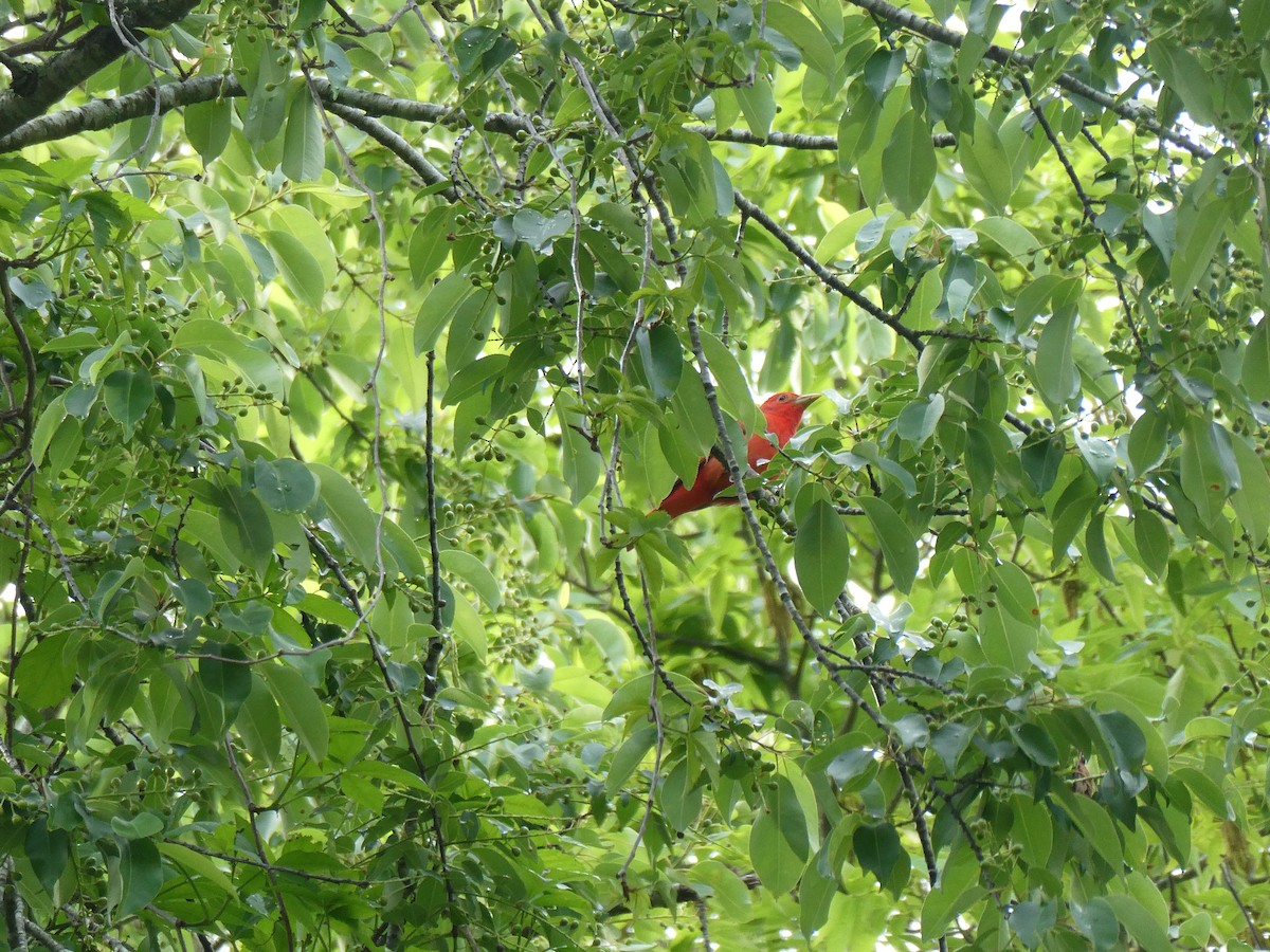 Summer Tanager - ML634410750