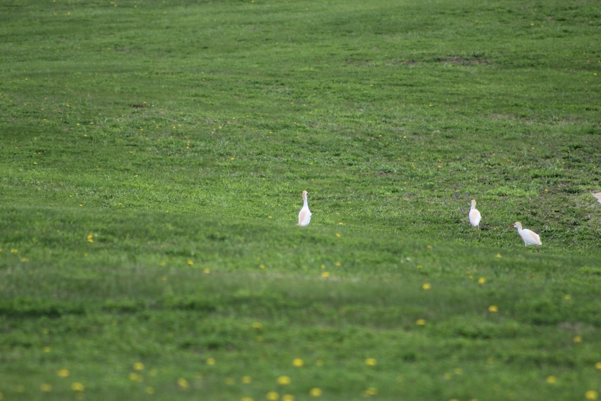 Western Cattle-Egret - ML634410760