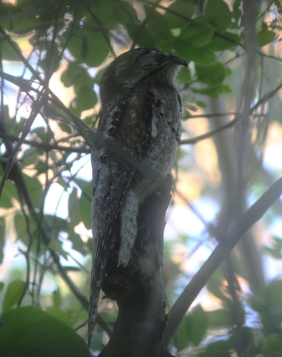Northern Potoo - ML634410867