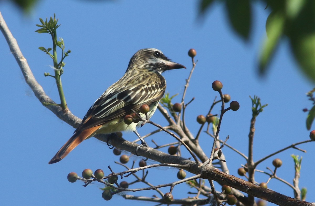 Sulphur-bellied Flycatcher - ML634410884