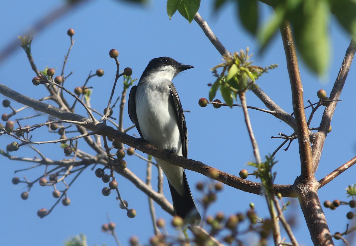 Eastern Kingbird - ML634410891