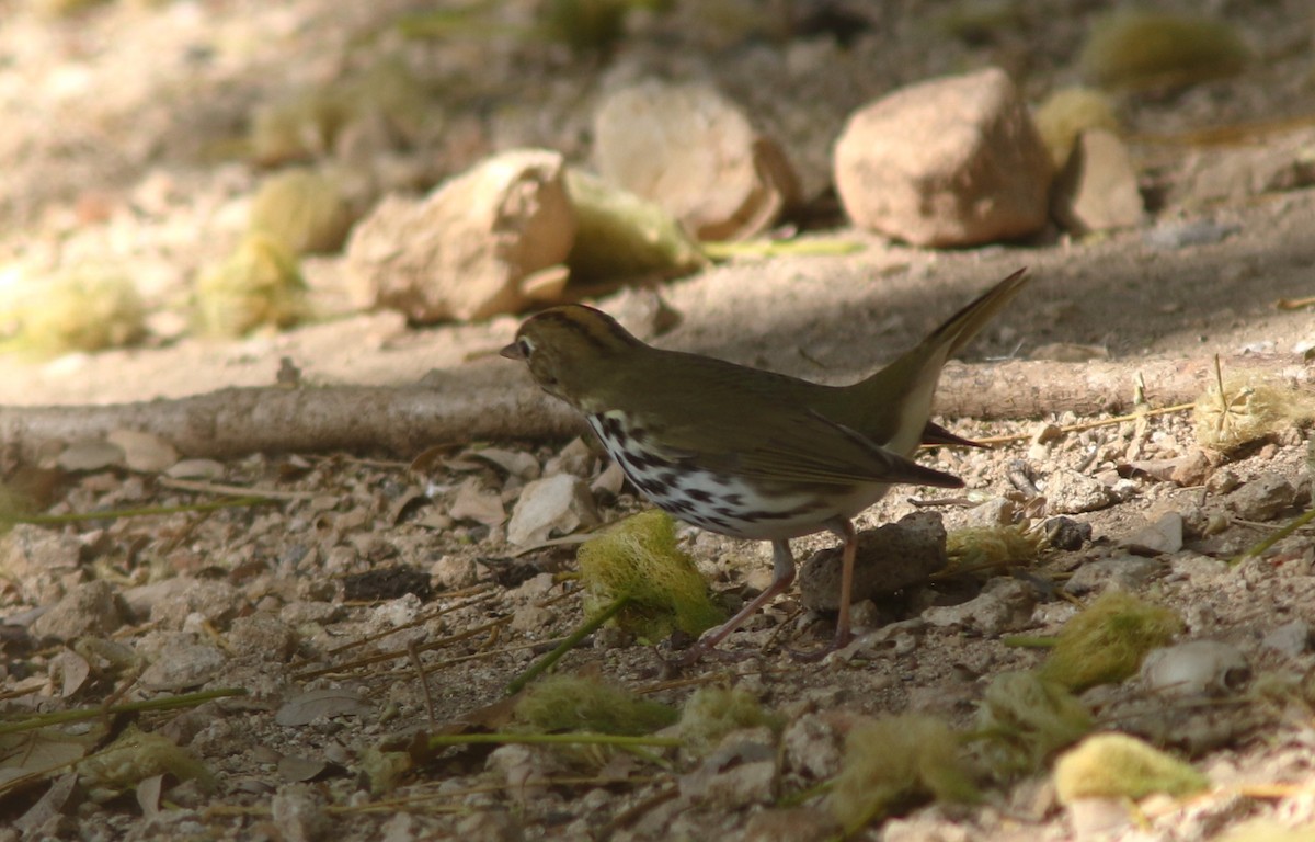 Ovenbird - ML634410909