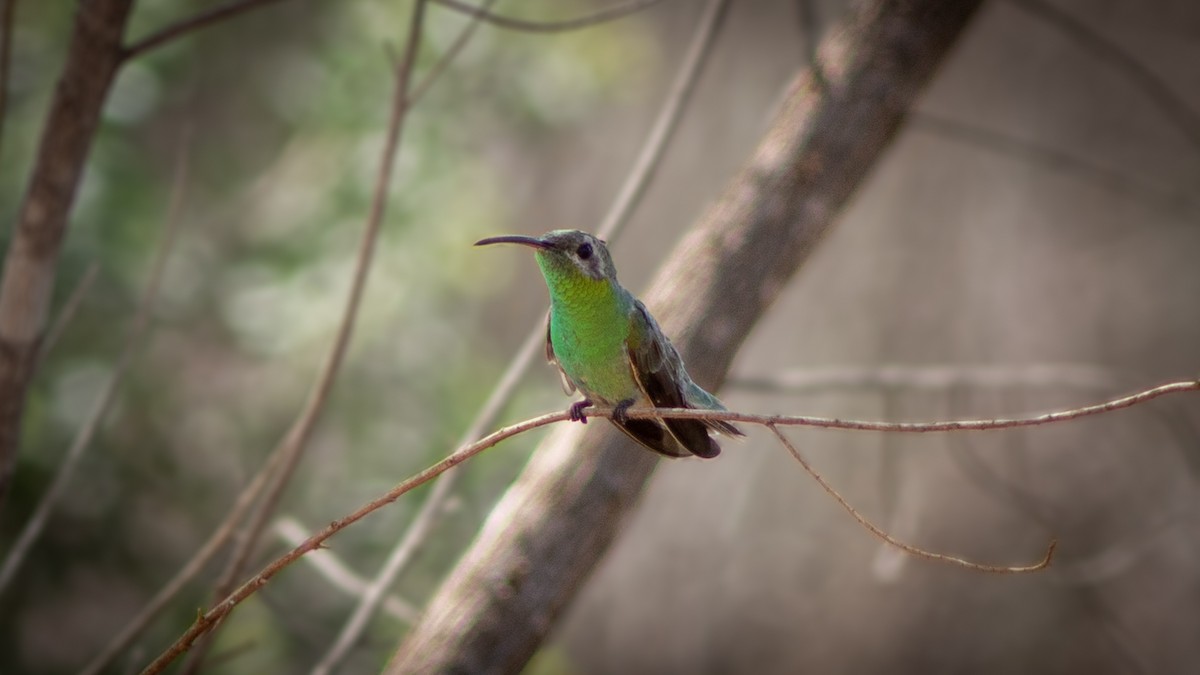 White-tailed Goldenthroat - ML634410939