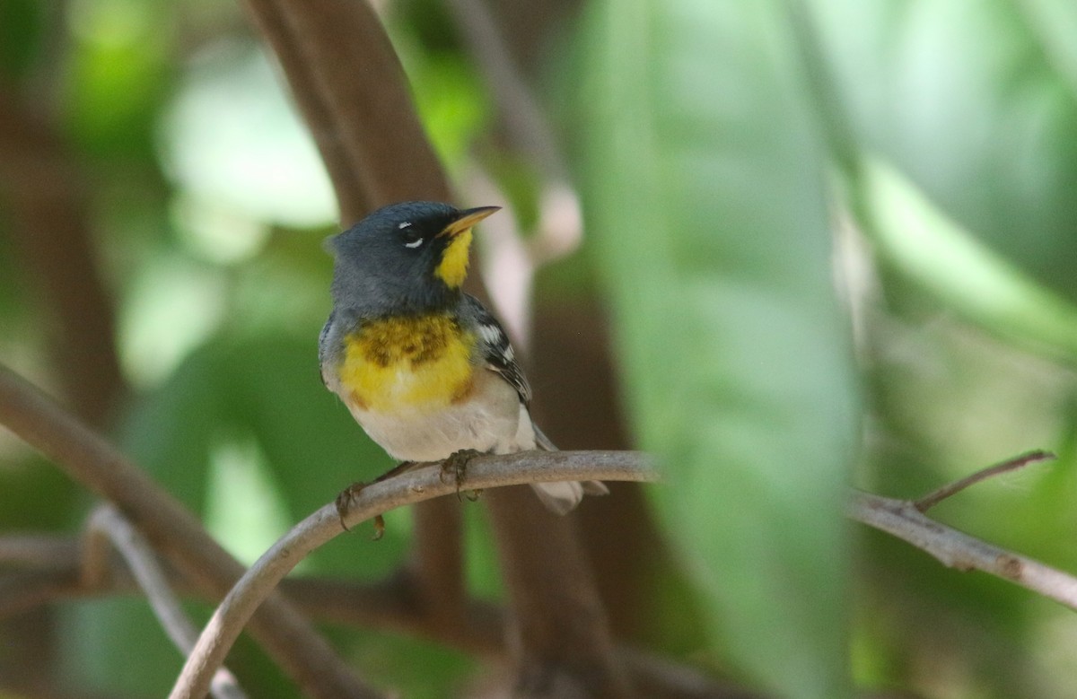 Northern Parula - ML634410950