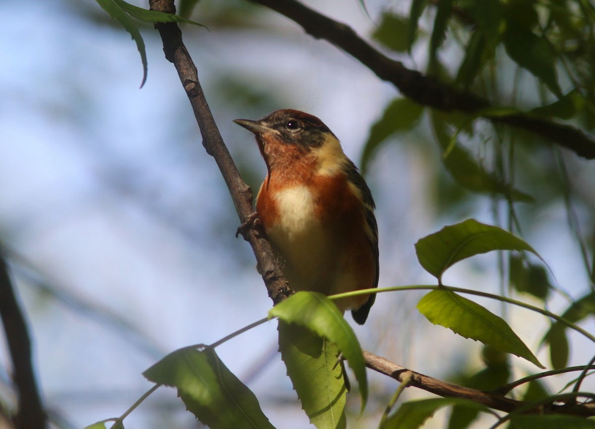 Bay-breasted Warbler - ML634410957