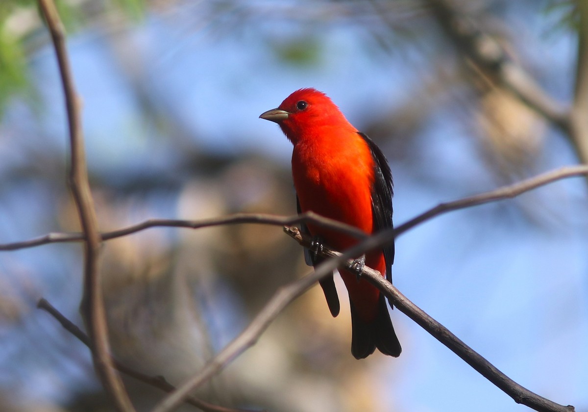 Scarlet Tanager - ML634410973