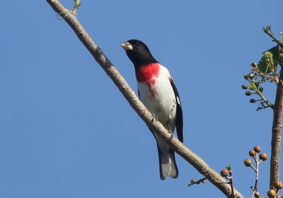 Rose-breasted Grosbeak - ML634410982