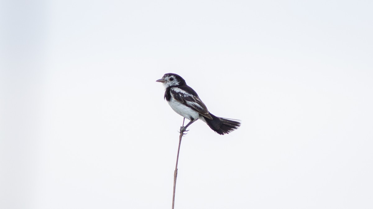 Cock-tailed Tyrant - ML634411018
