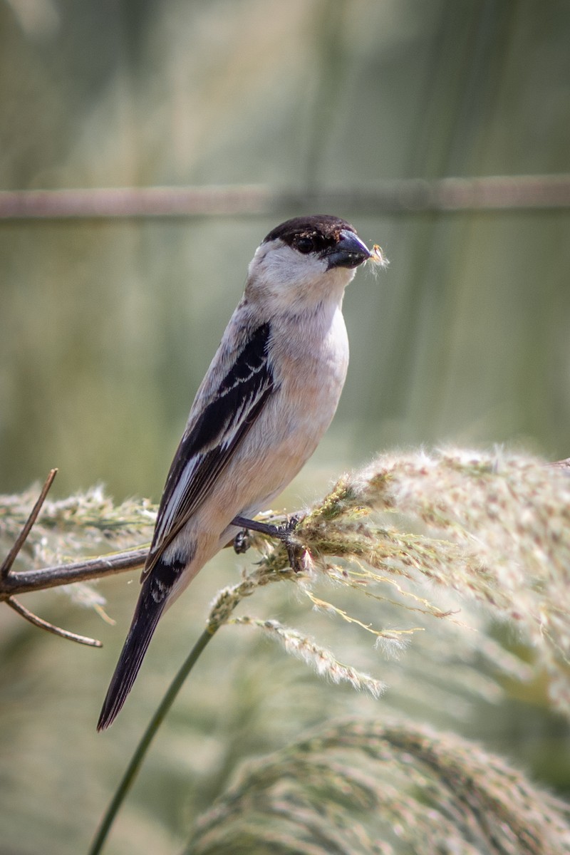 Pearly-bellied Seedeater - ML634411030