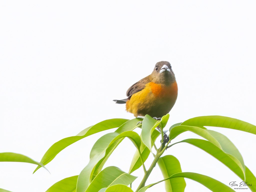 コシアカフウキンチョウ - ML634411097