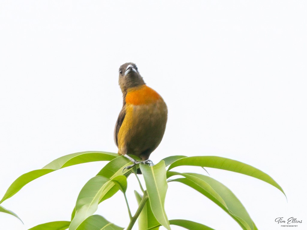 コシアカフウキンチョウ - ML634411098