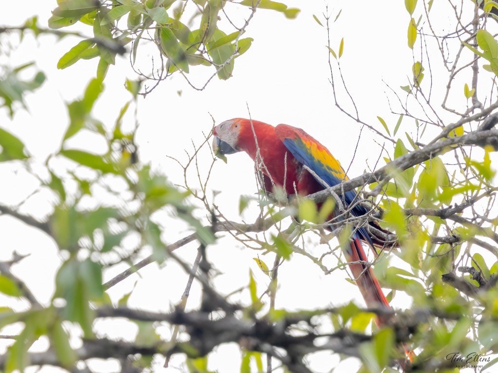 コンゴウインコ - ML634411100