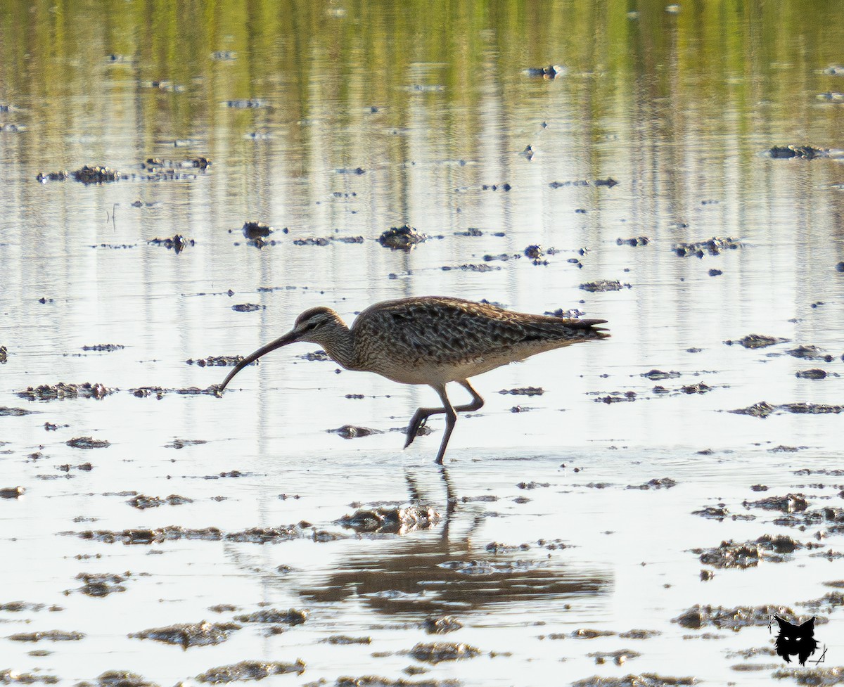 Hudsonian Whimbrel - ML634411172