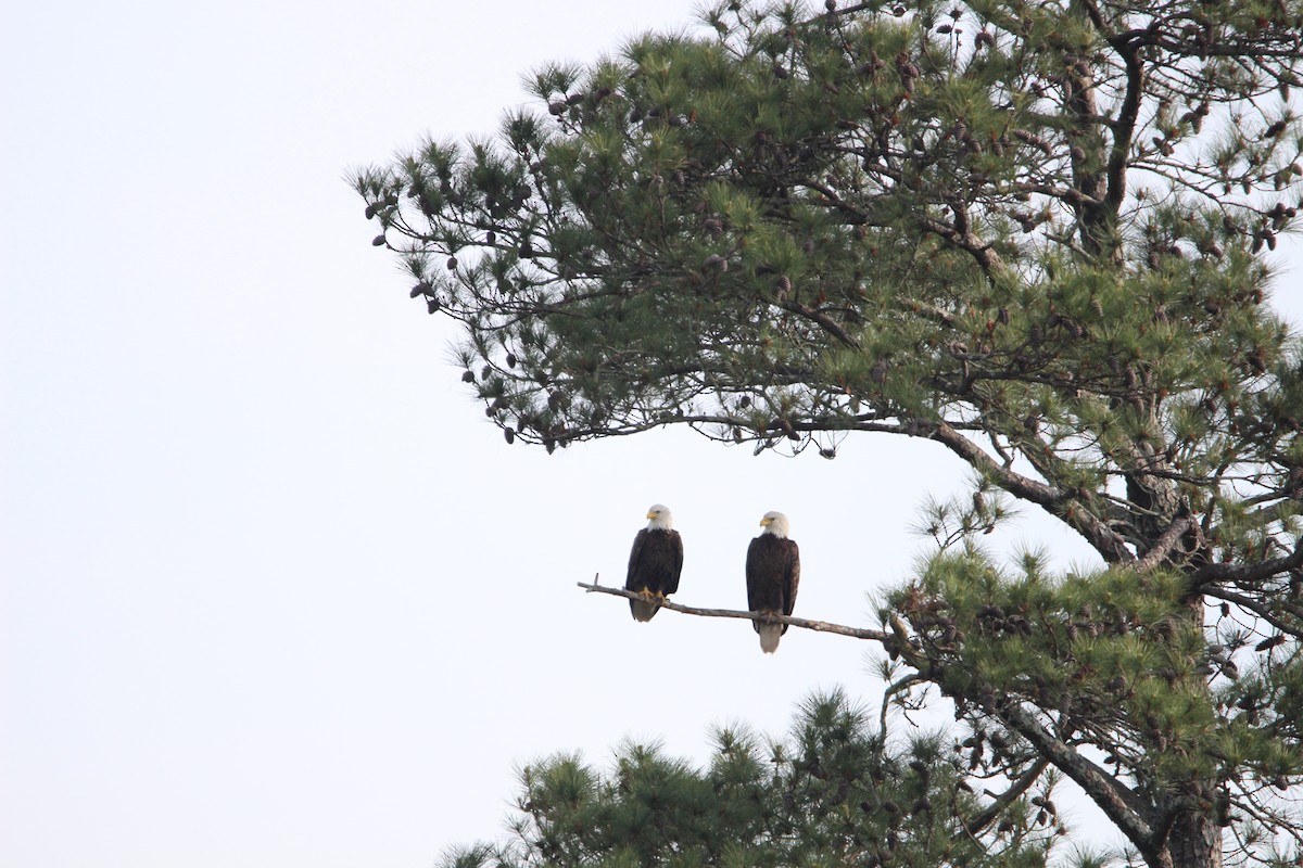 Bald Eagle - ML634411278