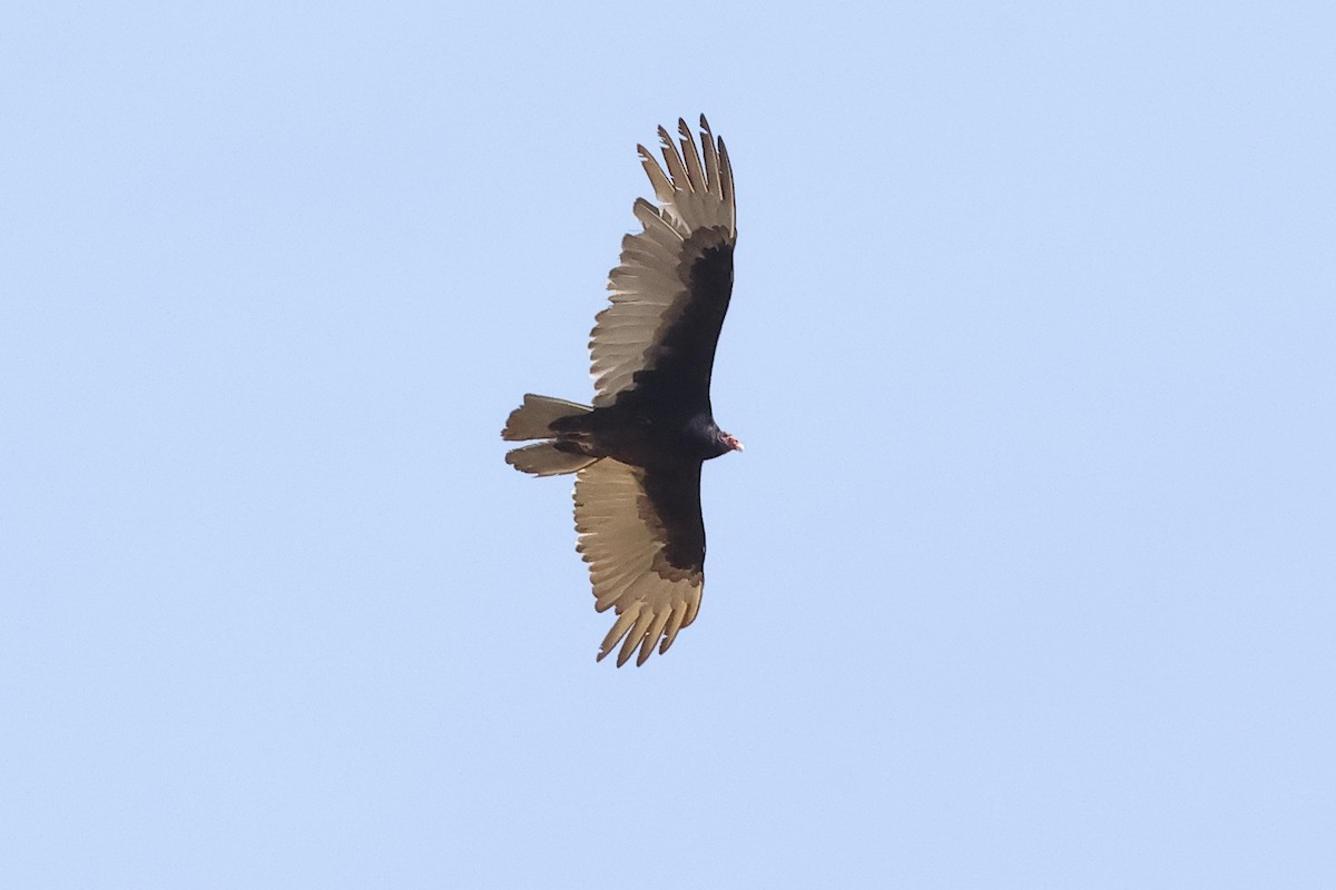 Turkey Vulture - ML634411285