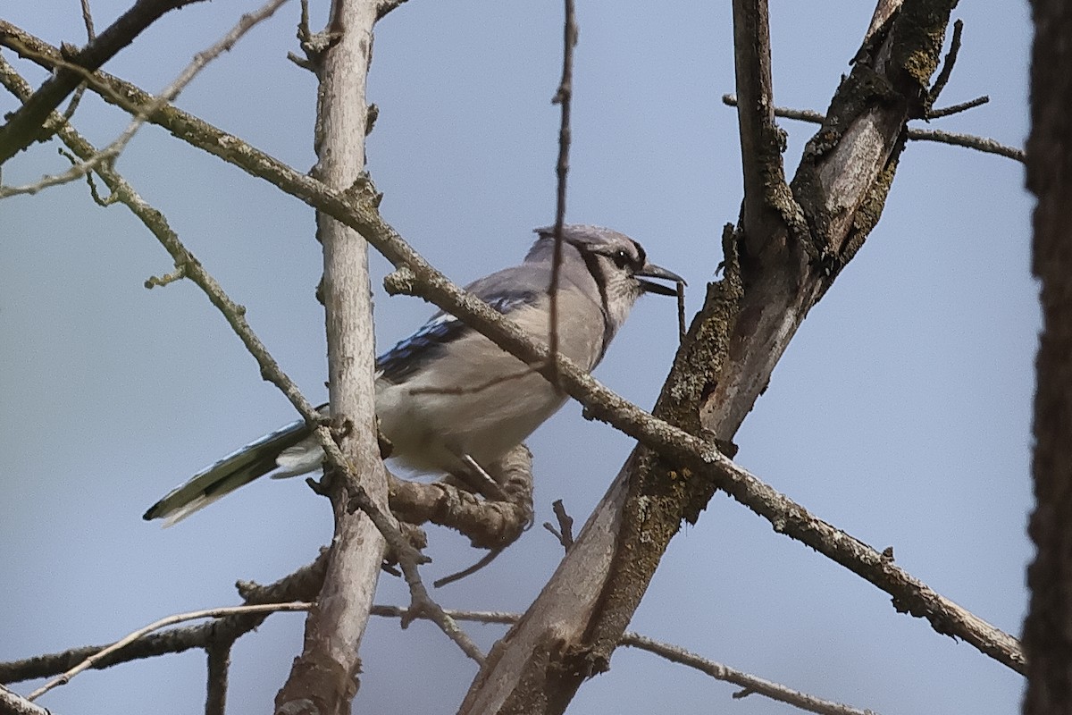 Blue Jay - ML634411289