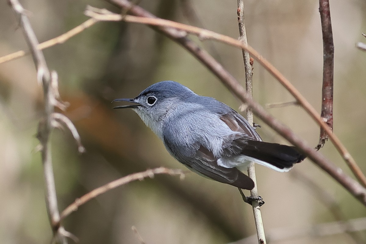 Blue-gray Gnatcatcher - ML634411294