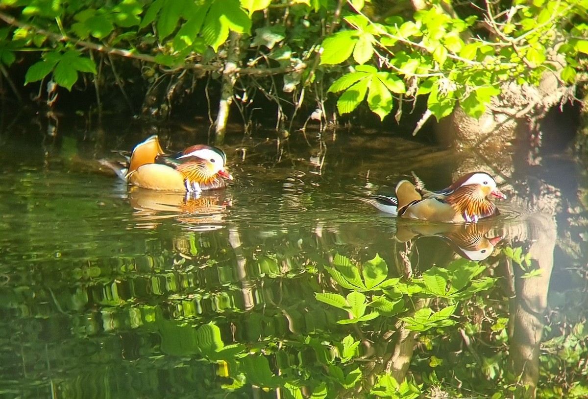 kachnička mandarínská - ML634411300