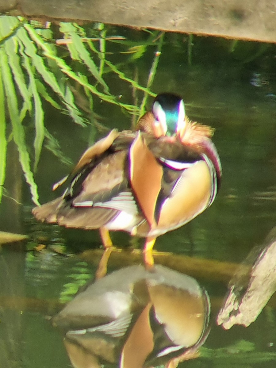 kachnička mandarínská - ML634411301