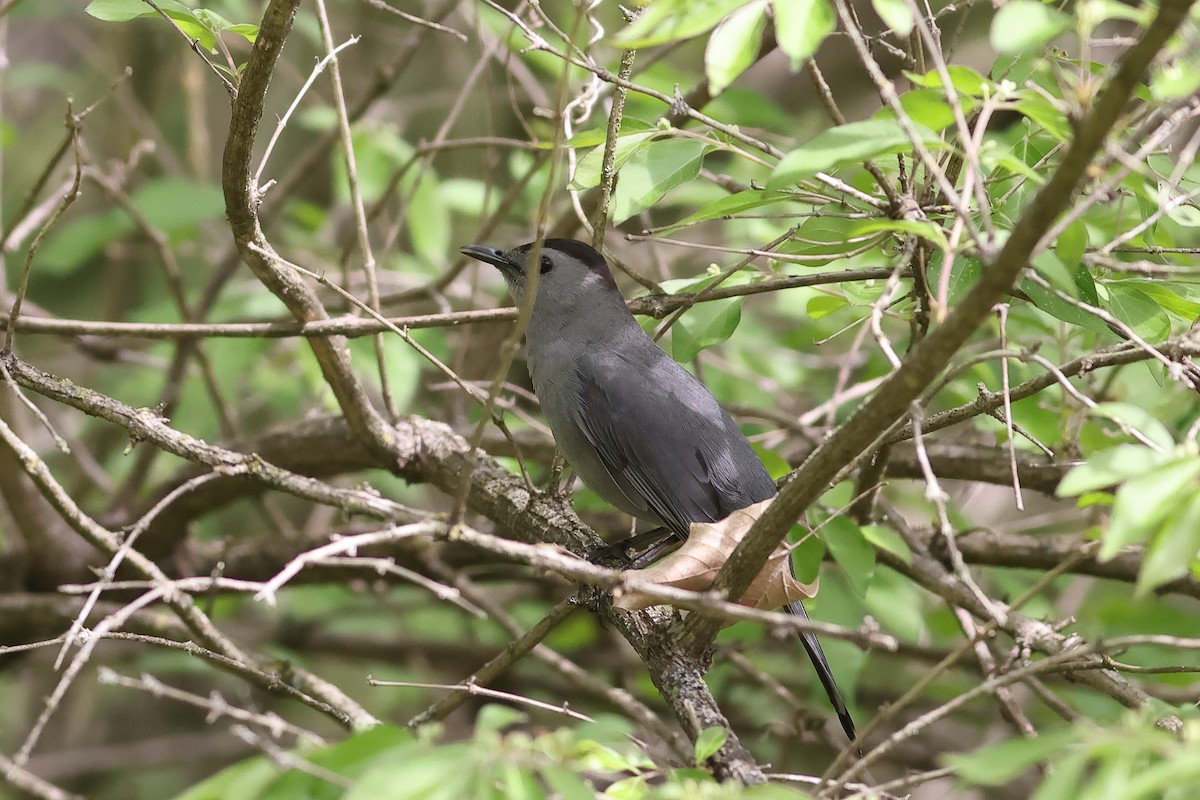 Gray Catbird - ML634411304