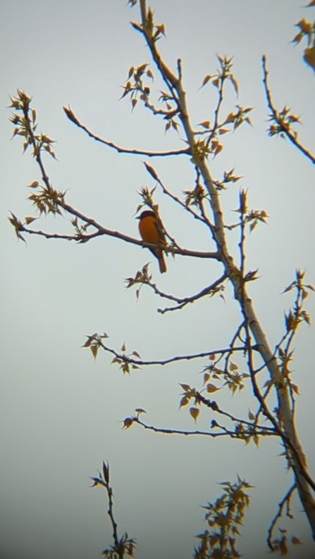 Baltimore Oriole - ML634411386