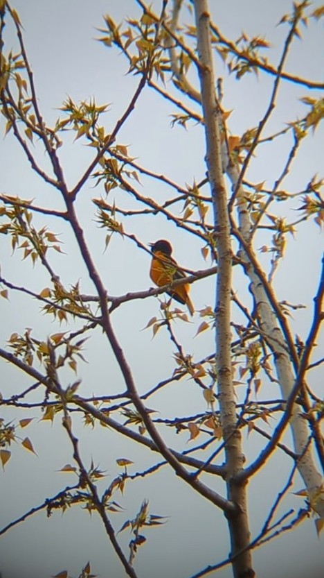 Baltimore Oriole - ML634411387