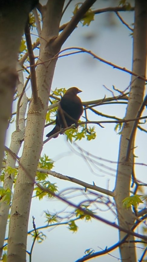 Brown-headed Cowbird - ML634411438
