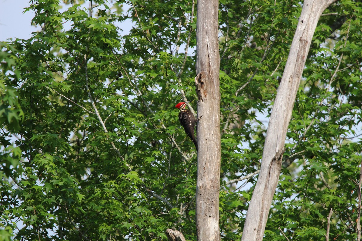 Pileated Woodpecker - ML634411450