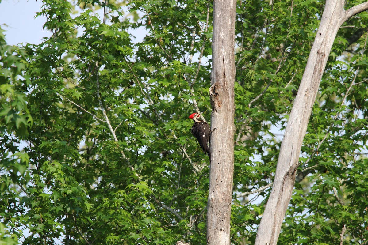 Pileated Woodpecker - ML634411467