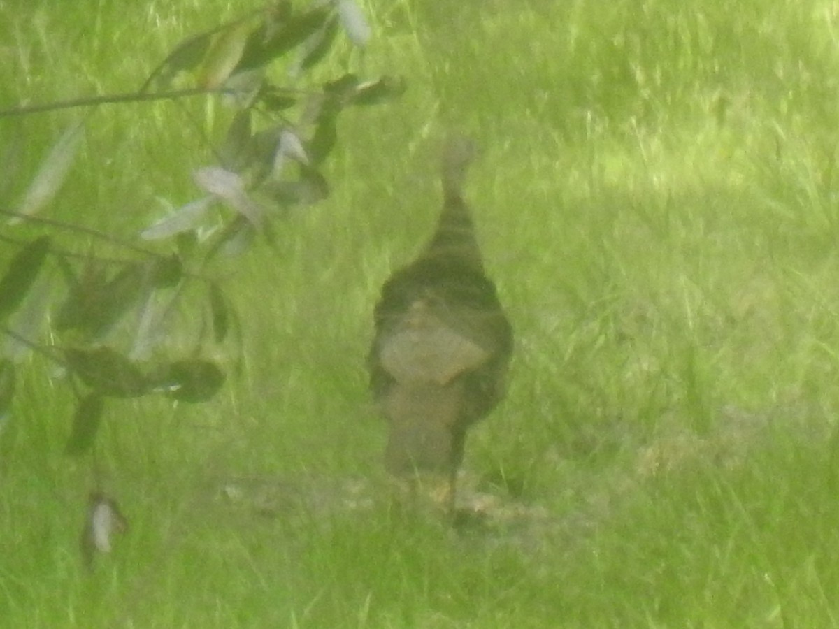 Wild Turkey - ML634411548