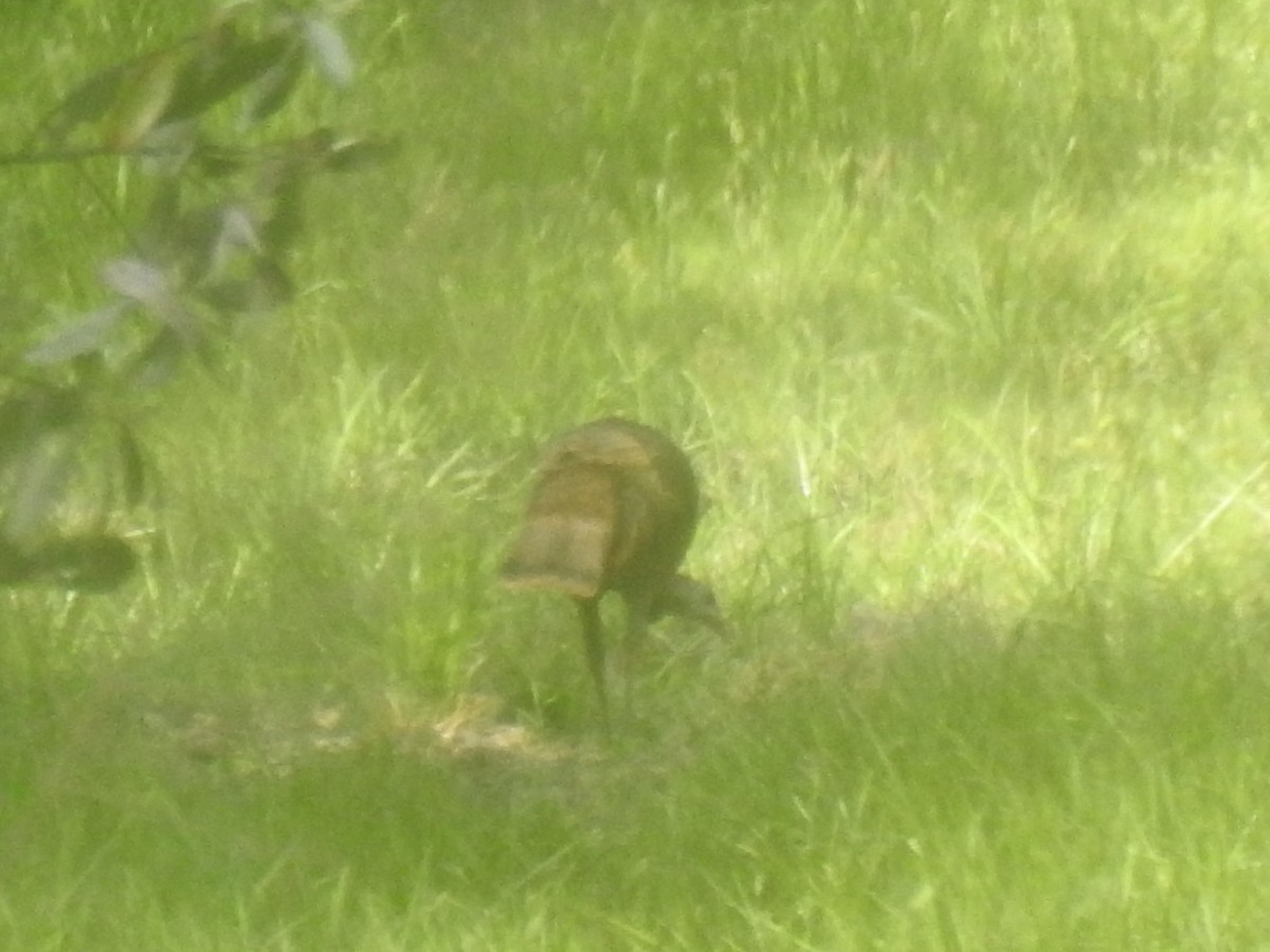 Wild Turkey - ML634411549