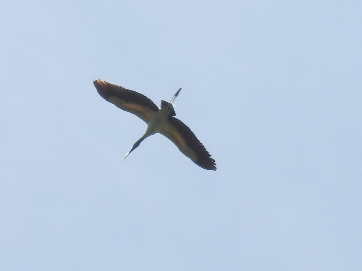 Wood Stork - ML634411562