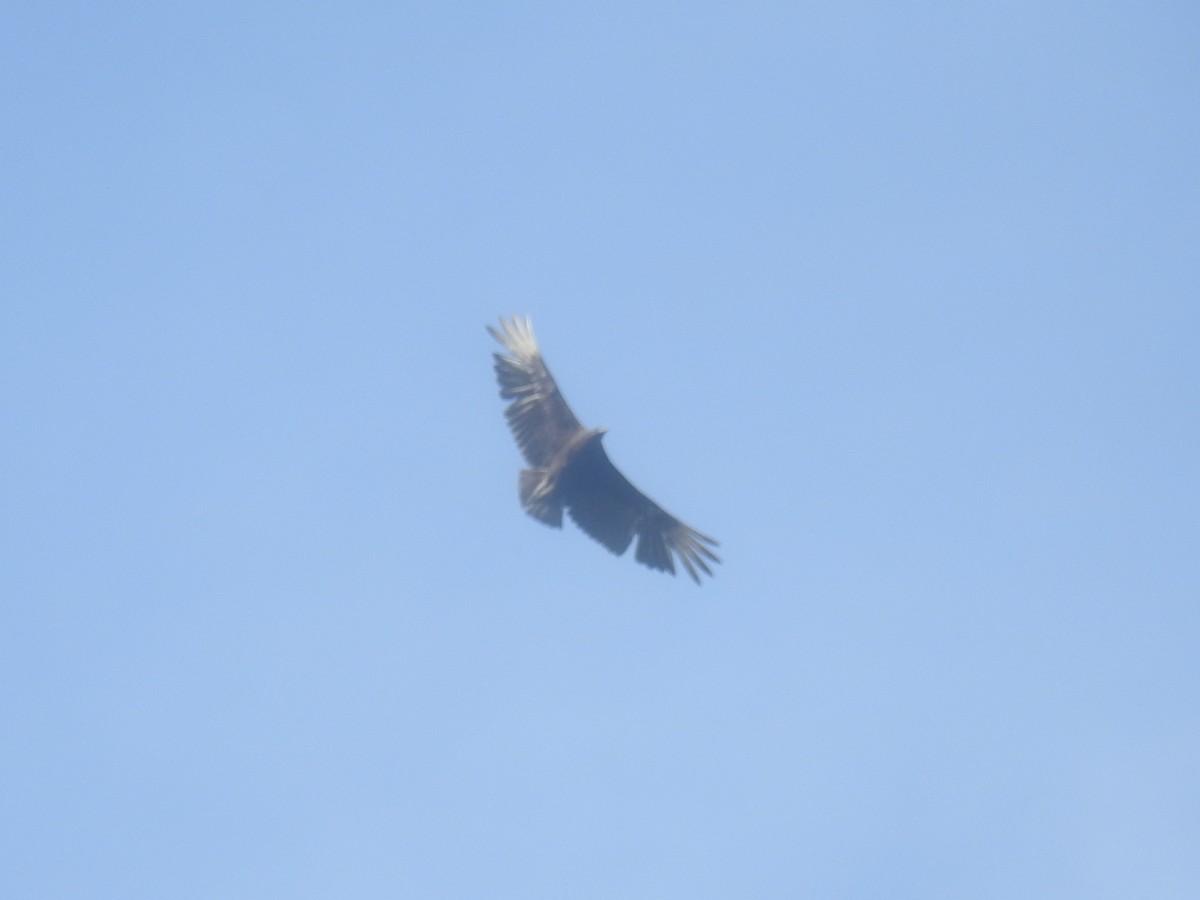 Black Vulture - ML634411578