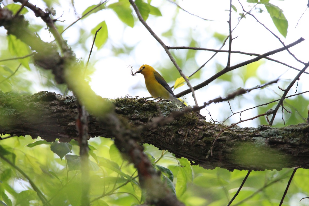Prothonotary Warbler - ML634411586