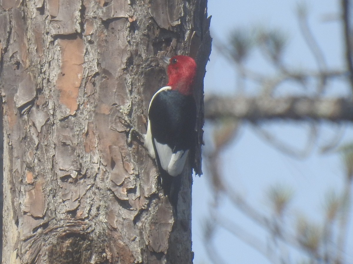 Red-headed Woodpecker - ML634411587