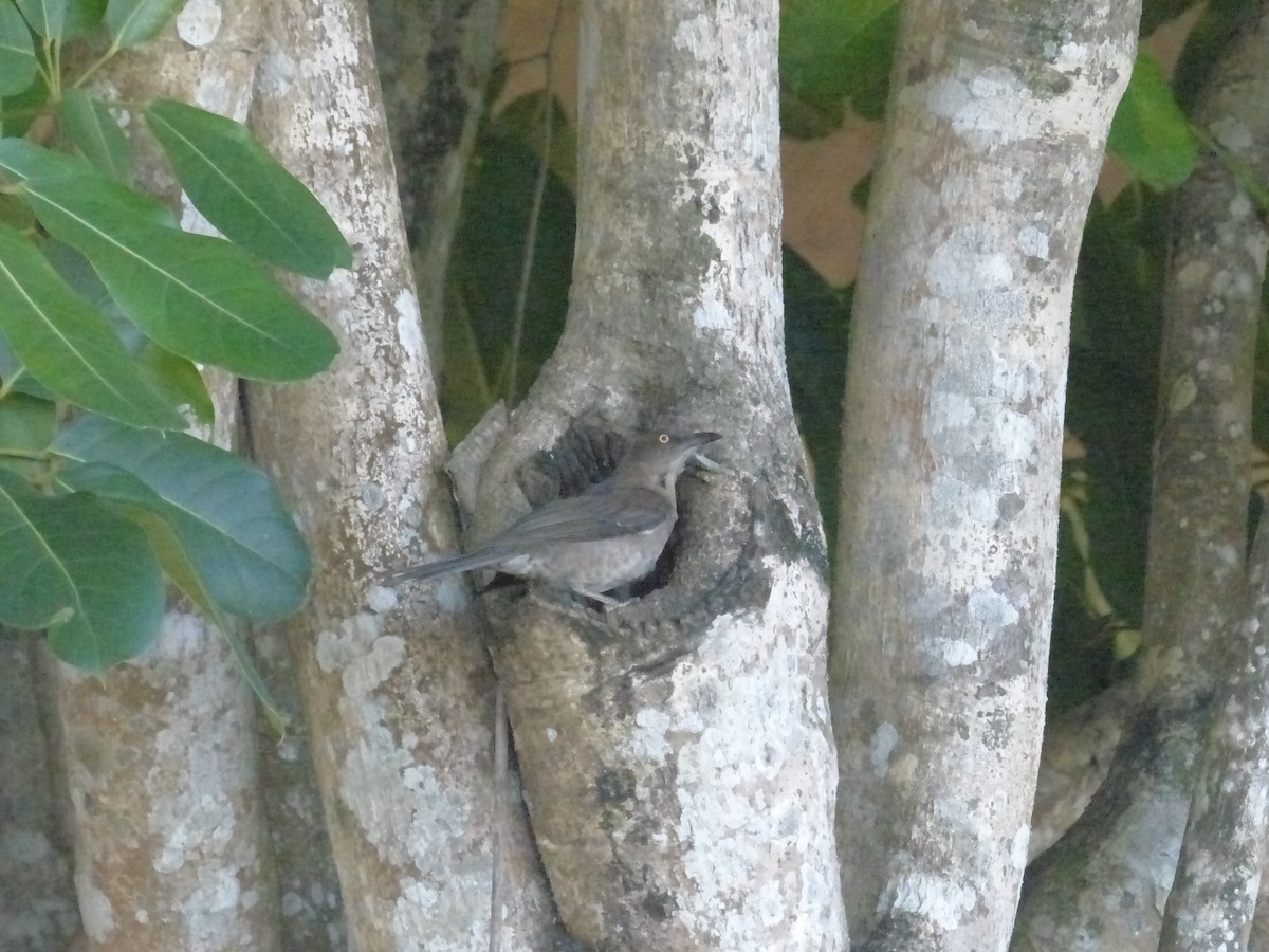 Scaly-breasted Thrasher - ML634411588