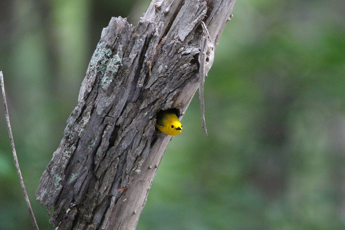 Prothonotary Warbler - ML634411593