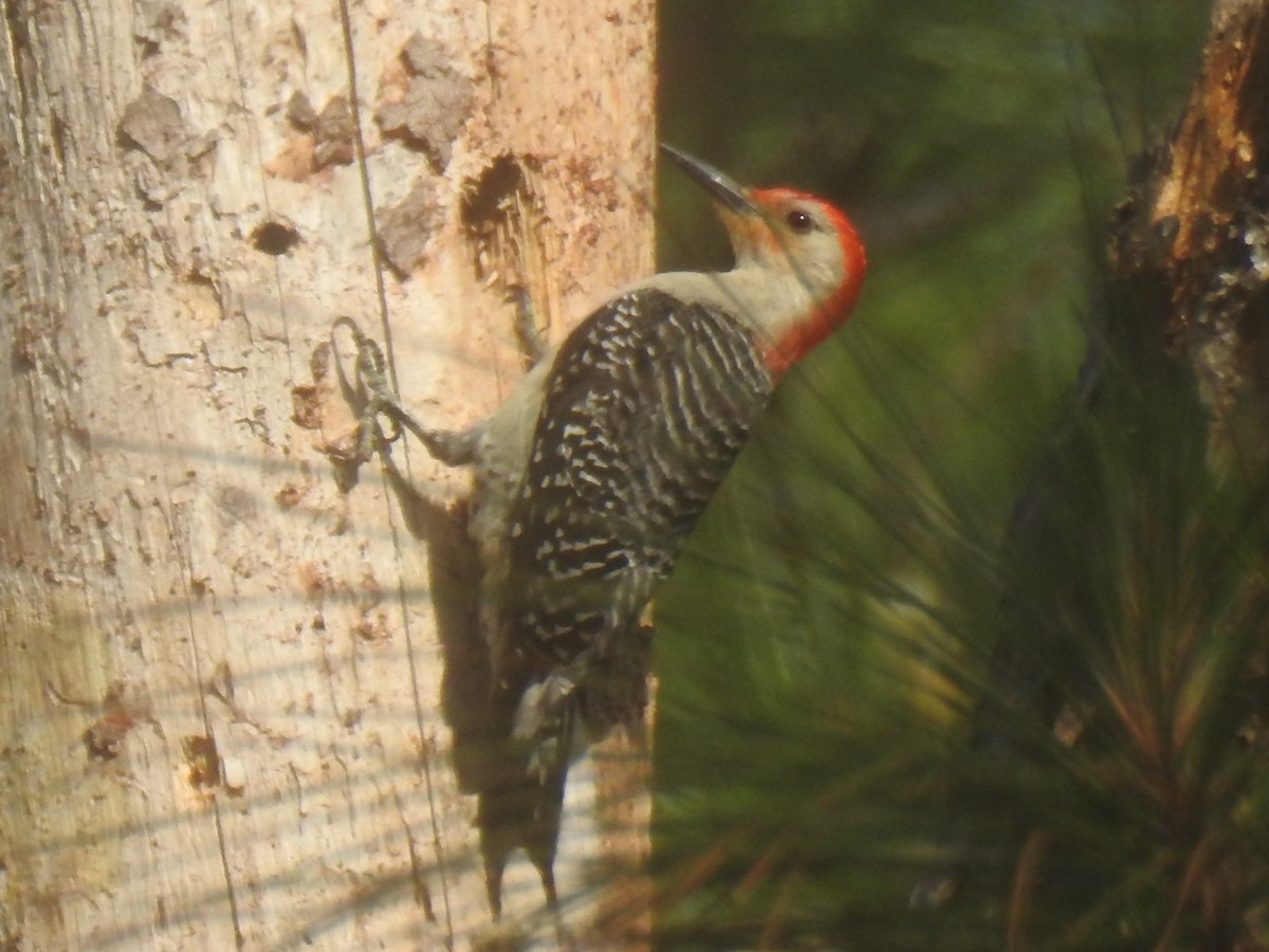 Red-bellied Woodpecker - ML634411612
