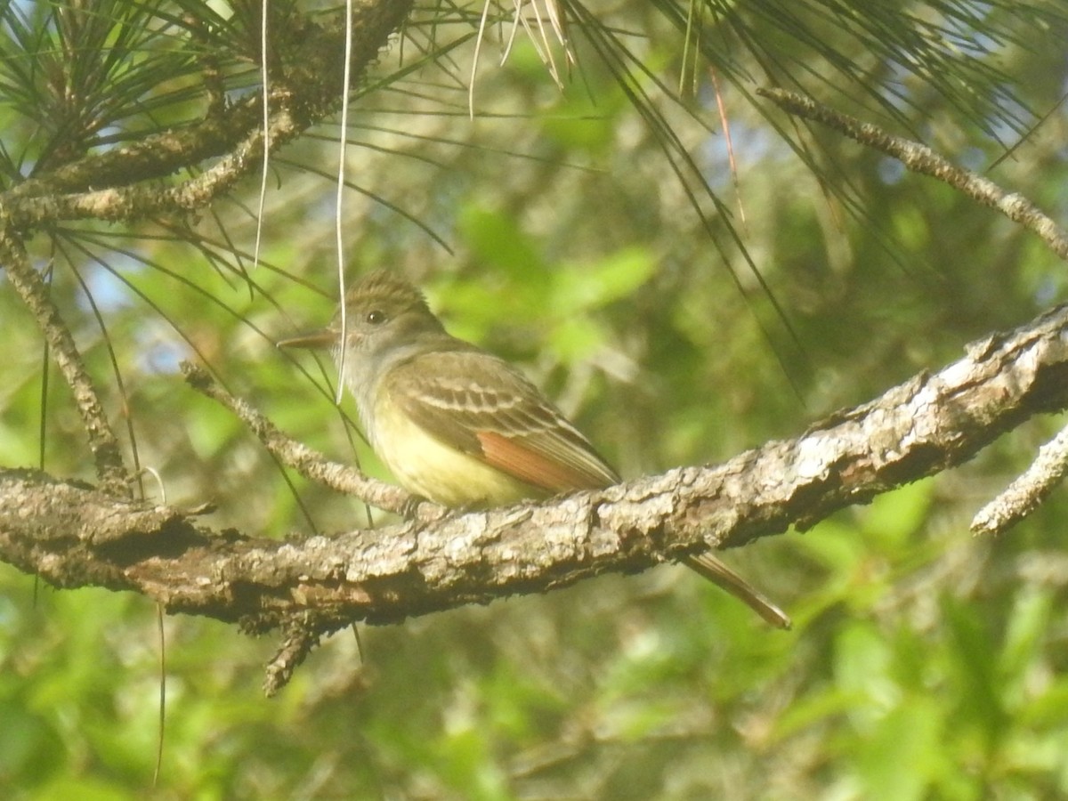 Great Crested Flycatcher - ML634411624