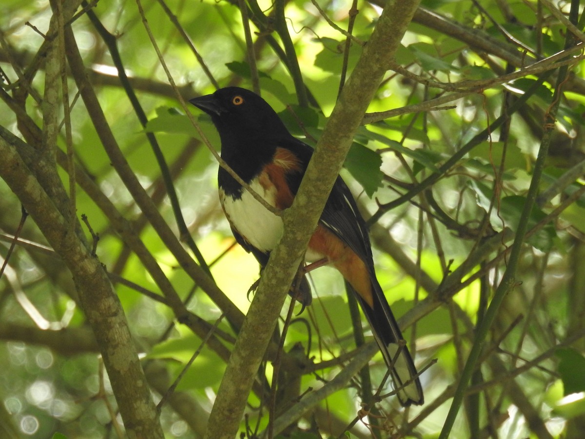 Eastern Towhee - ML634411643