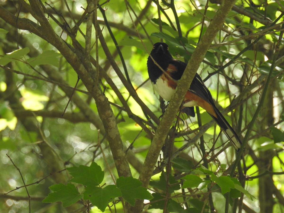 Eastern Towhee - ML634411644