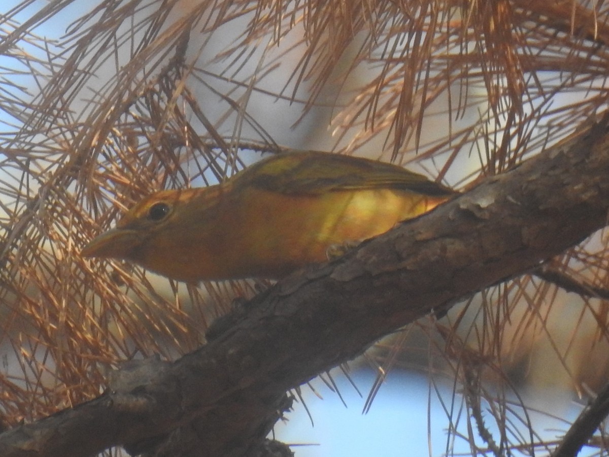Summer Tanager - ML634411655
