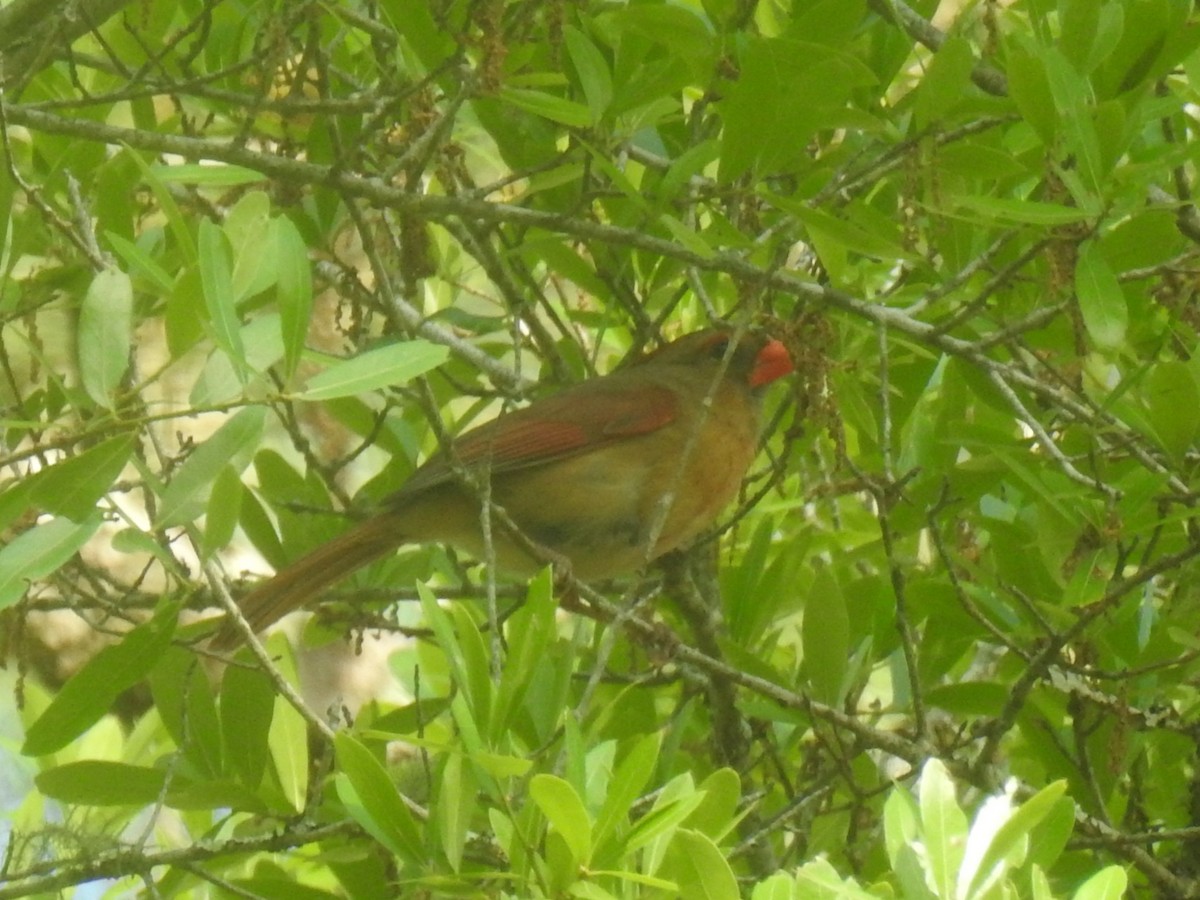 Northern Cardinal - ML634411663
