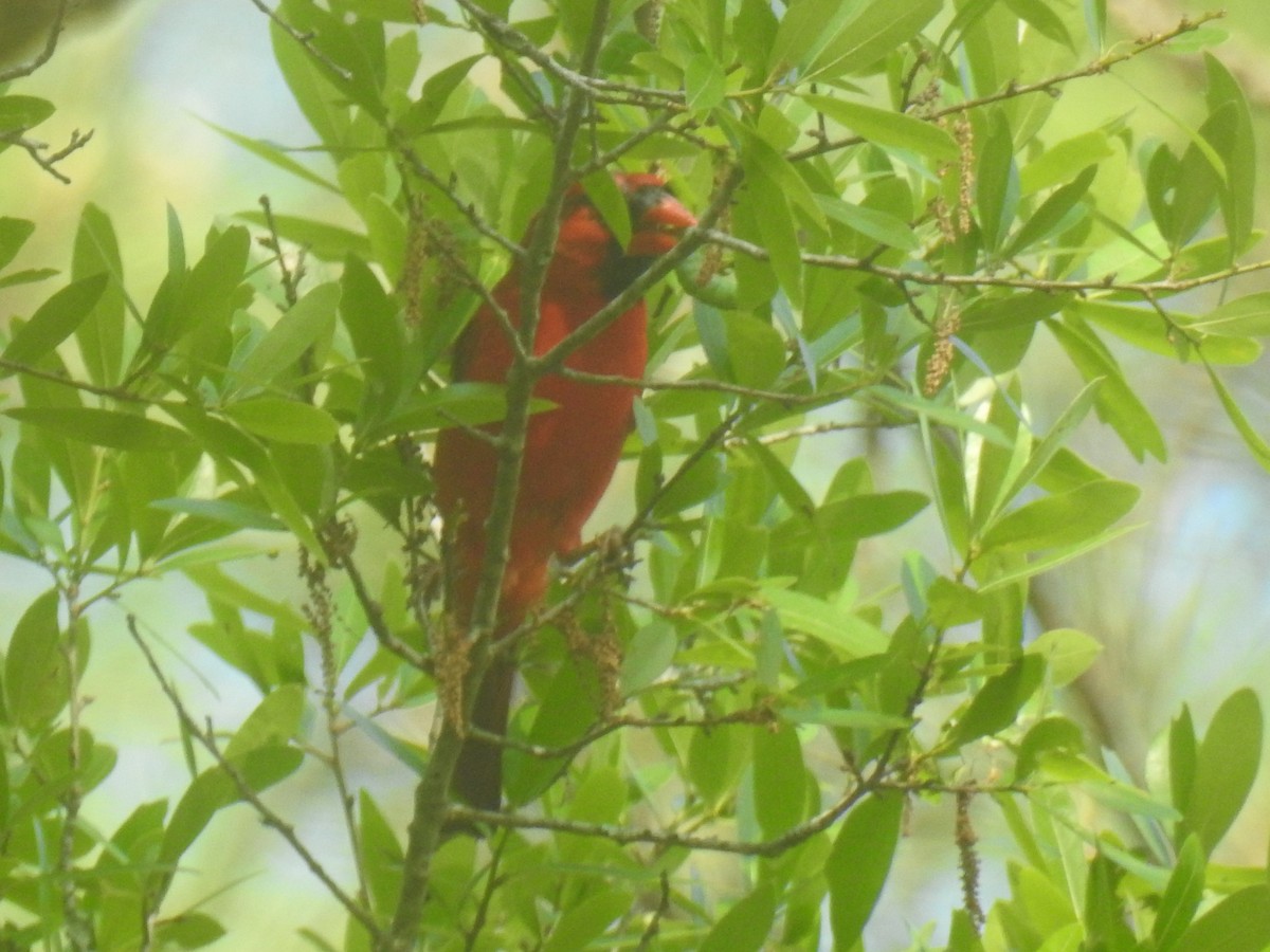 Northern Cardinal - ML634411665