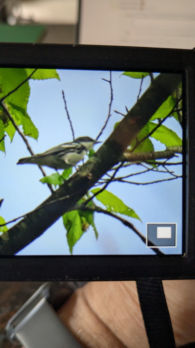 Cerulean Warbler - ML634411742