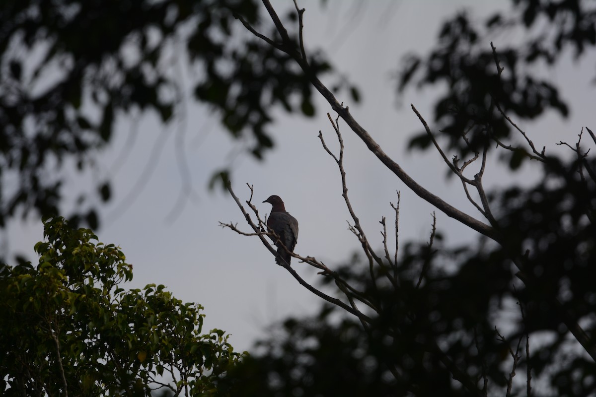 Plain Pigeon - ML634411866