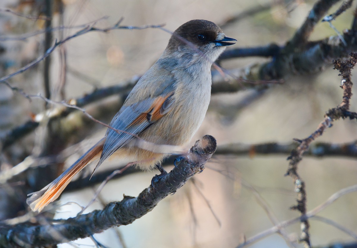 Siberian Jay - ML634411954