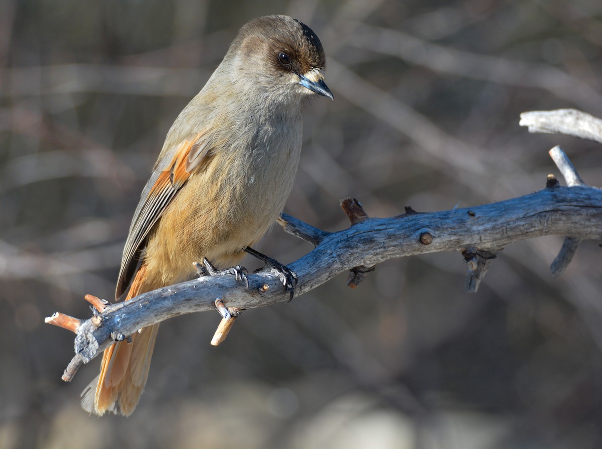 Siberian Jay - ML634411955