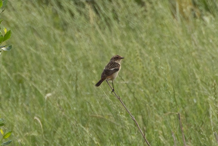 Amur Stonechat - ML634411985